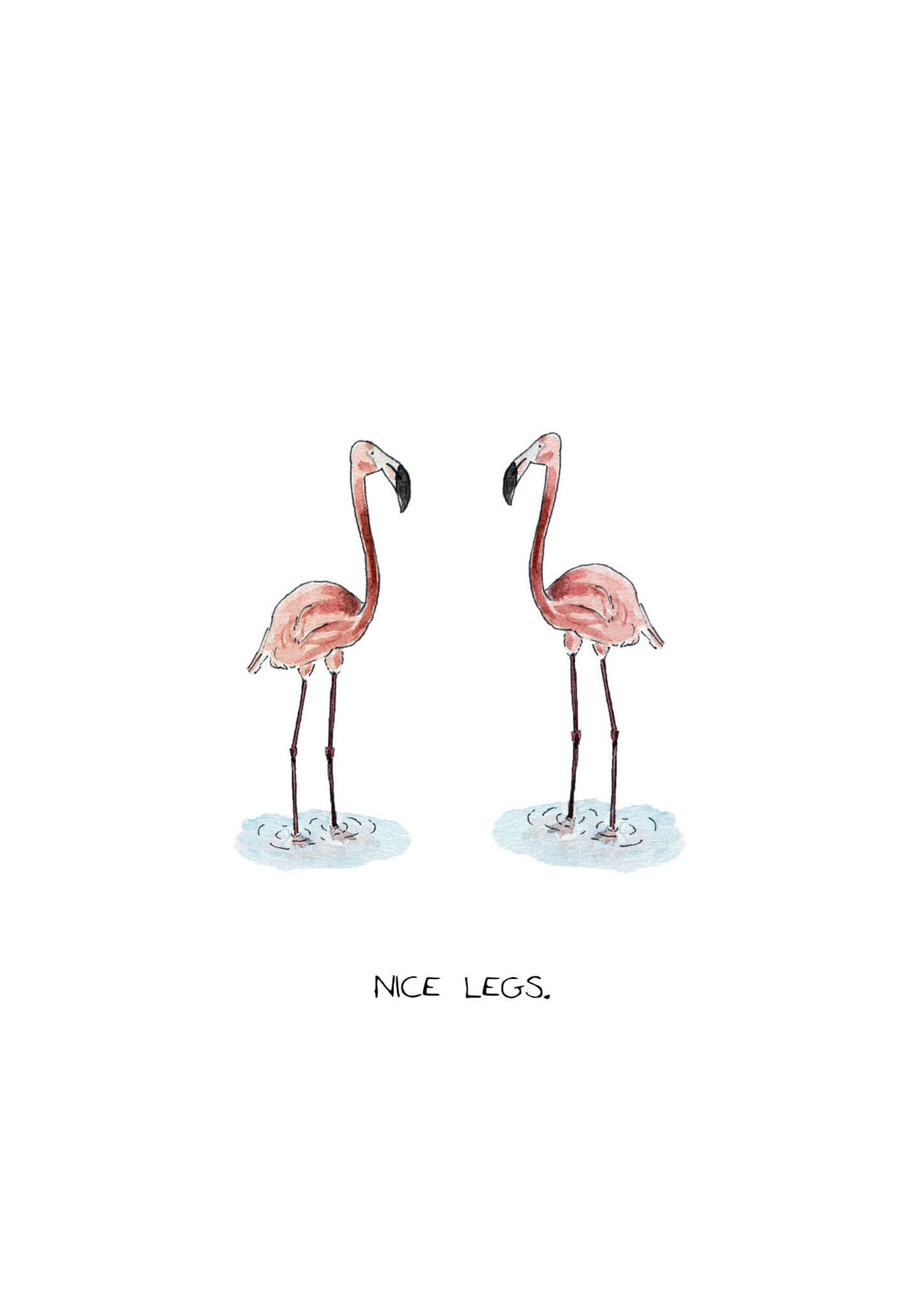 Flamingos